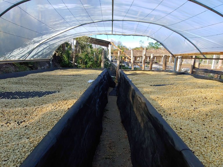 Drying Coffee Beans Process - Drogo Commodities
