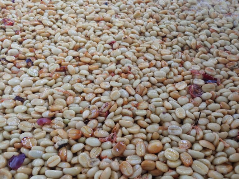 Washed Coffee Beans - Drogo Commodities